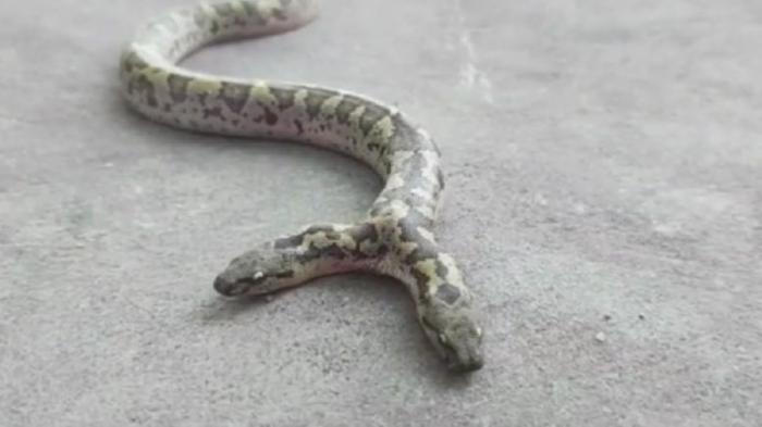 Двухголовую змею сняли на видео в Индии
                16 июля 2022, 02:30