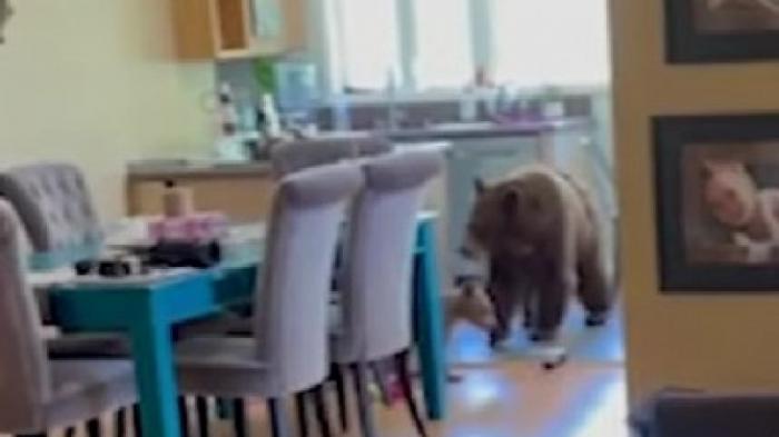 Медведица с медвежонком забралась в дом ради еды
                16 июля 2022, 07:18