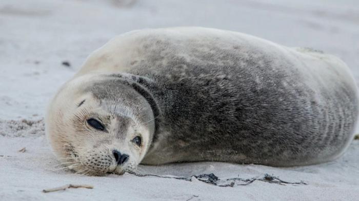 220 мертвых тюленей на Каспии: министр высказался о причинах гибели животных
                19 июля 2022, 13:46