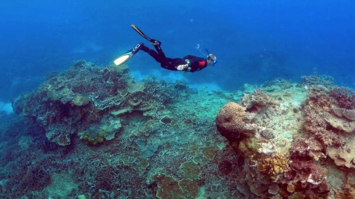Почему глубоководные кораллы светятся в темноте, объяснили исследователи
                19 июля 2022, 19:55