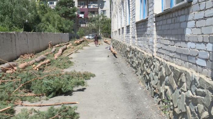 Директора школы оштрафовали за вырубку сосен в Жетысуской области
                20 июля 2022, 09:20
