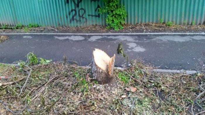 Чиновник прокомментировал вырубку деревьев в центре Алматы
                20 июля 2022, 22:50