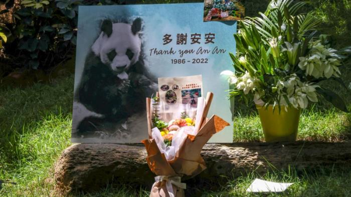 Самую старую панду в мире умертвили в Гонконге
                21 июля 2022, 21:03