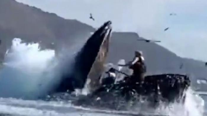 Горбатый кит заглотил двух туристок у берегов Калифорнии
                22 июля 2022, 07:04