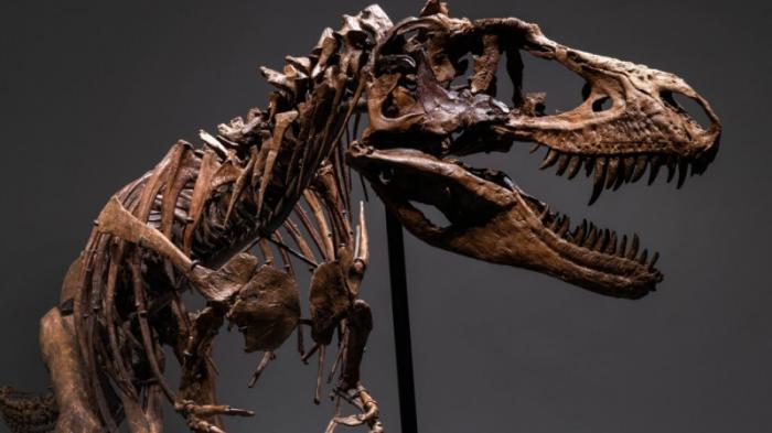 Динозавра, метеориты и лунную породу выставили на продажу в Нью-Йорке
                24 июля 2022, 20:52