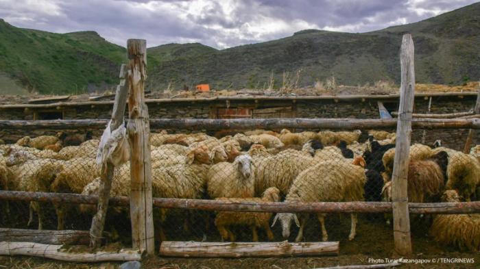 Пастуха признали виновным в гибели 24 баранов на трассе в Атырауской области
                26 июля 2022, 03:50