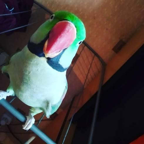 Приключения блудного попугая: в Сарани хозяева никак не могут поймать большого александрийского попугая