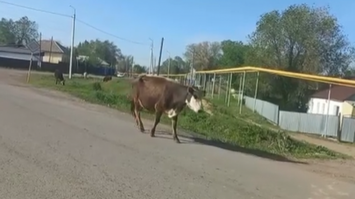 Гулявший по селу бык напал на пенсионеров в Жетысуской области
                04 августа 2022, 01:21