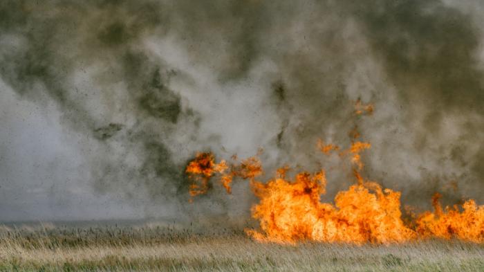 Сельские акиматы могут наказать за лесные пожары в Павлодарской области
                04 августа 2022, 09:14