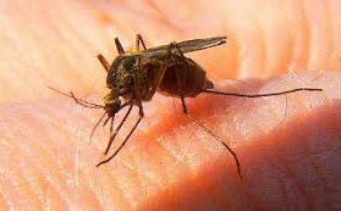 ВИЧ-инфекция через комара: возможна ли передача таким путём?
