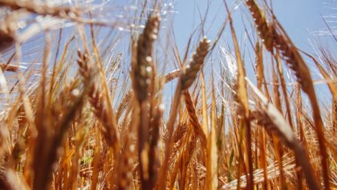 В Казахстане планируют собрать 13,4 миллиона тонн пшеницы