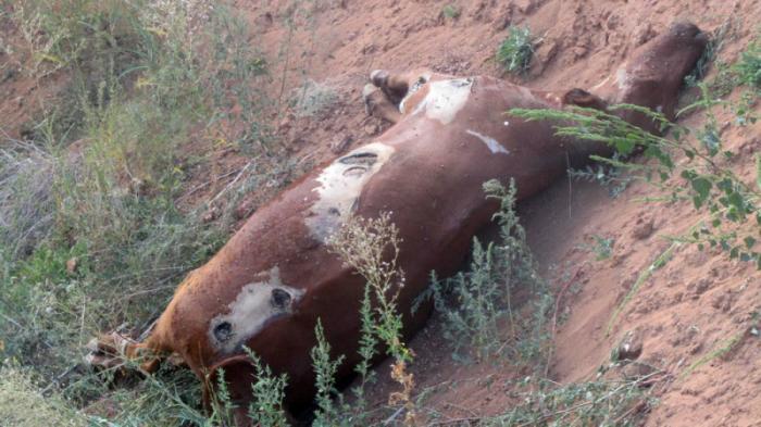 Коровы гибнут от болезни в Актюбинской области
                23 августа 2022, 23:37