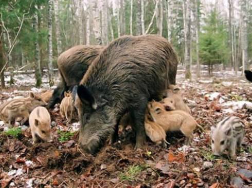 О начале осеннего сезона охоты на диких животных рассказали в управлении природных ресурсов Карагандинской области