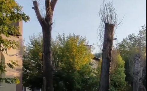 Карагандинцы показали к чему привела варварская подрезка деревьев около 92-ой гимназии в Караганде
