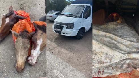 Перевозившего туши лошадей скотокрада задержали в Карагандинской области