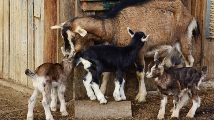 Житель Атырауской области открыл ферму по выращиванию альпийских коз
                21 сентября 2022, 22:04