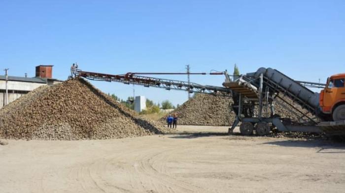 В Жамбылской области планируют собрать 214,4 тысячи тонн сахарной свеклы
                07 октября 2022, 19:05