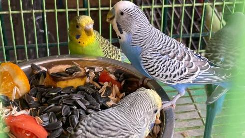 Для птиц Карагандинского зоопарка построили новое зимнее жильё