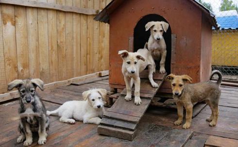 Построят ли приют для бездомных животных в Темиртау