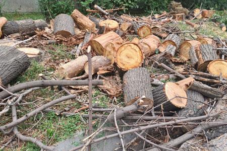 В Алматы вырубят 5 тысяч деревьев