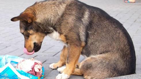 Отравление собак в карагандинском парке: владельцев домашних животных предупреждают об опасности