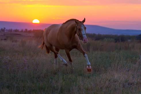 В двух километрах от поселка Осакаровка 29-летний водитель сбил лошадь