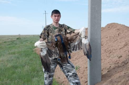 «Степной орел в скором времени будет парить только на флаге Казахстана»: карагандинские ученые об исчезающем виде