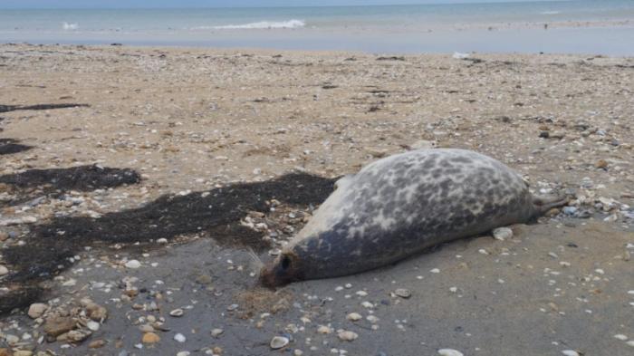 Более 100 мертвых тюленей нашли на побережье Каспия
                08 ноября 2022, 18:11