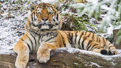 Трех амурских тигров завезут в Иле-Балхашский заповедник к 2025 году
