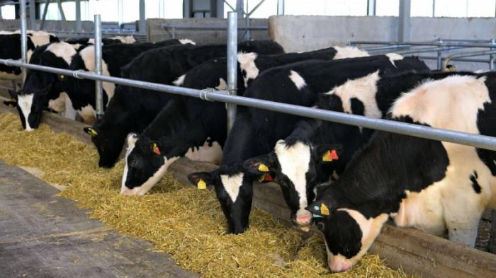 Молочно-товарную ферму на 1200 голов запустили в Павлодарской области
                18 ноября 2022, 08:03