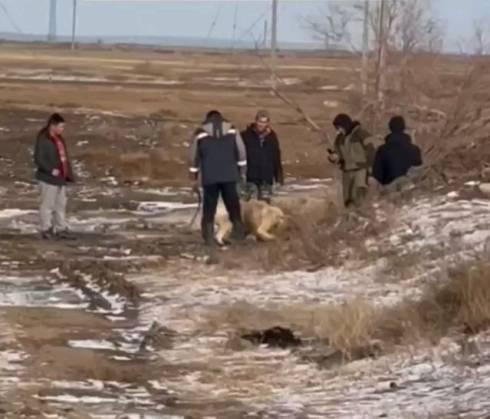 Жителя Сатпаева оштрафовали за проведение собачьих боев