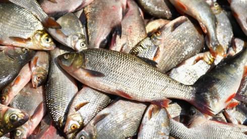 Начался приём заявок на субсидирование рыбоводства