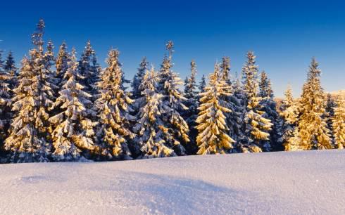 26 мобильных групп будут охранять хвойные леса в Карагандинской области перед новогодними праздниками