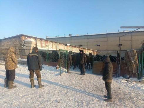 39 лошадей, находившихся без присмотра, поместили в загон полицейские Сарани