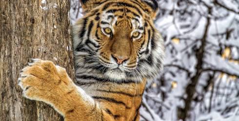 Карагандинскому зоопарку подарили амурского тигра