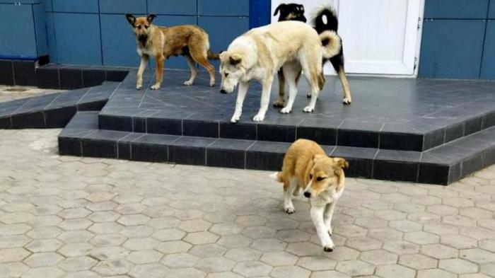 Стая бродячих собак наводит страх на жителей Актау
                09 января 2023, 09:50