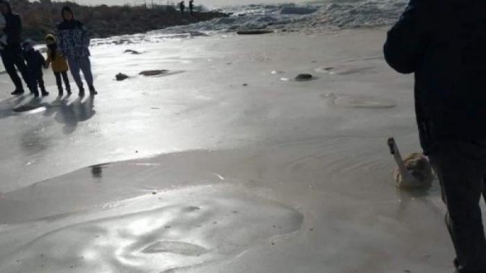 Замерзающего в Каспии лебедя засняли в Актау
                14 января 2023, 20:31
