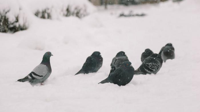 Хотели поймать голубей: мужчина погиб при обвале крыши школы в Кызылординской области
                30 января 2023, 16:29
