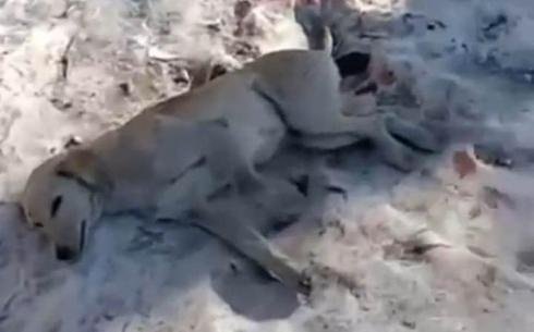 Отстрел собак повторяется: жители поселка Жайрем сообщают о трагедии