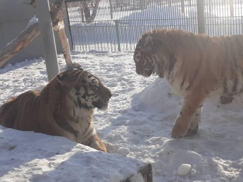 В Карагандинском зоопарке могут появиться маленькие амурские тигрята