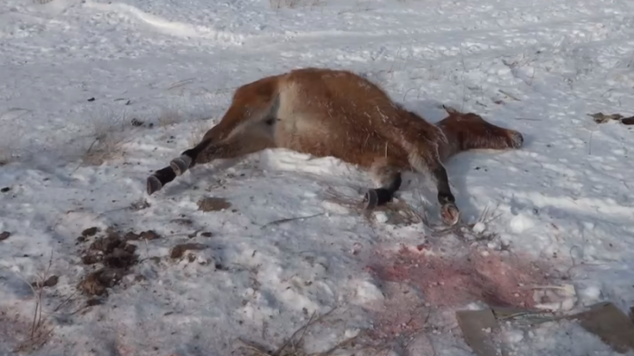 В страшных муках умирают лошади близ поселка в Карагандинской области
                04 февраля 2023, 04:48