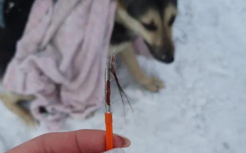 Трагедия повторяется: отстрел собак застали жители Темиртау