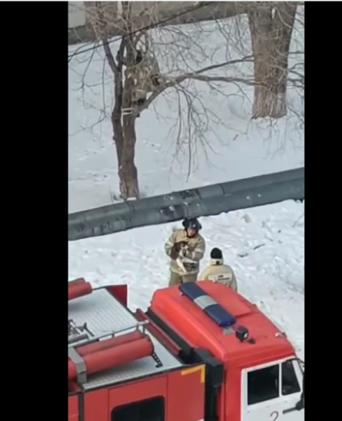 В Темиртау пожарные сняли кота с дерева, который мучился трое суток и не мог слезть
