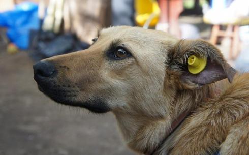 Программа ОСВВ: готова ли Карагандинская область выполнять законодательство в отношении бездомных животных