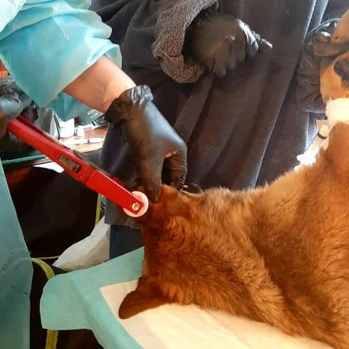 Операция спасение: как зоозащитники спасали, лечили и стерилизовали более 30 собак в доме скончавшегося карагандинца