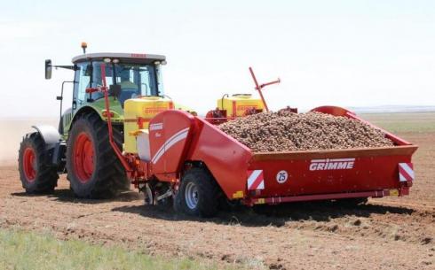 В этом году в Карагандинской области увеличат посевы картофеля