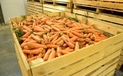 Сколько тонн моркови и картофеля есть в запасах стабфонда Караганды?