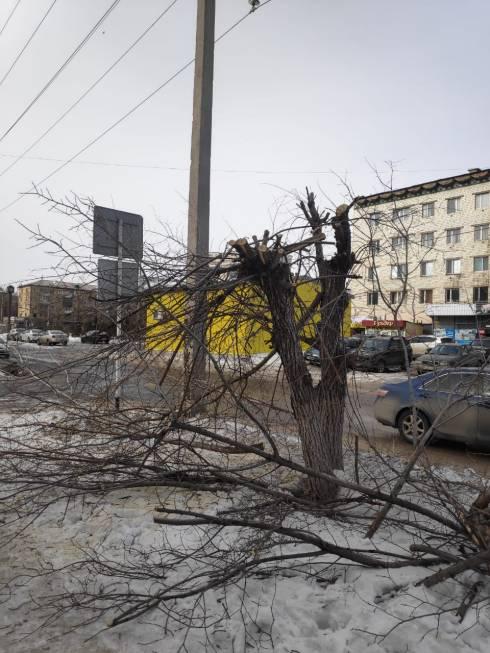 Карагандинцы пожаловались на очередную подрезку деревьев в центре города