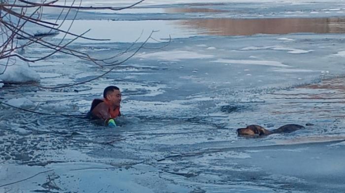 Собаку спасли из ледяной воды в Петропавловске
                11 марта 2023, 13:59