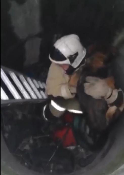 В Шахтинске спасатели вызволили из колодца собаку